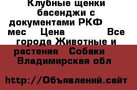 Клубные щенки басенджи с документами РКФ - 2,5 мес. › Цена ­ 20 000 - Все города Животные и растения » Собаки   . Владимирская обл.